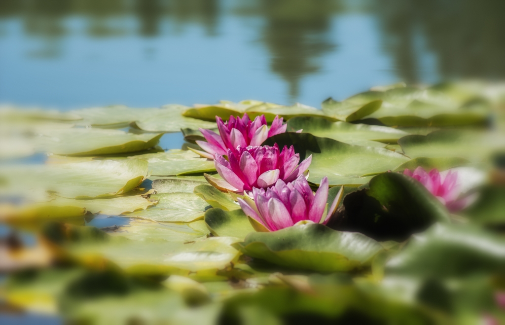 Fiori di loto