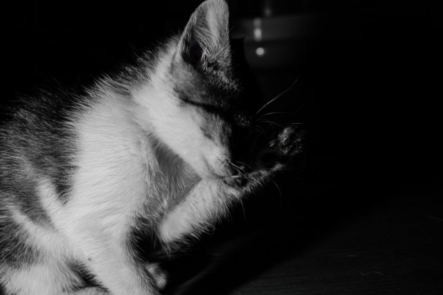 Gattina Tiffany