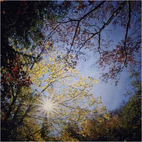 Quadri d'autunno