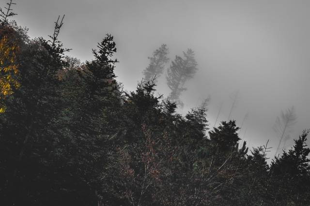 abstract trees