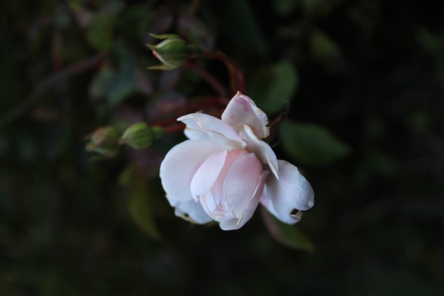 Rosa selvatica