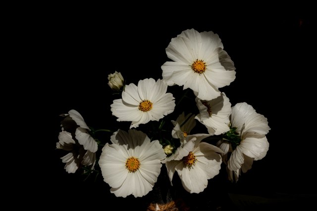 Cosmos