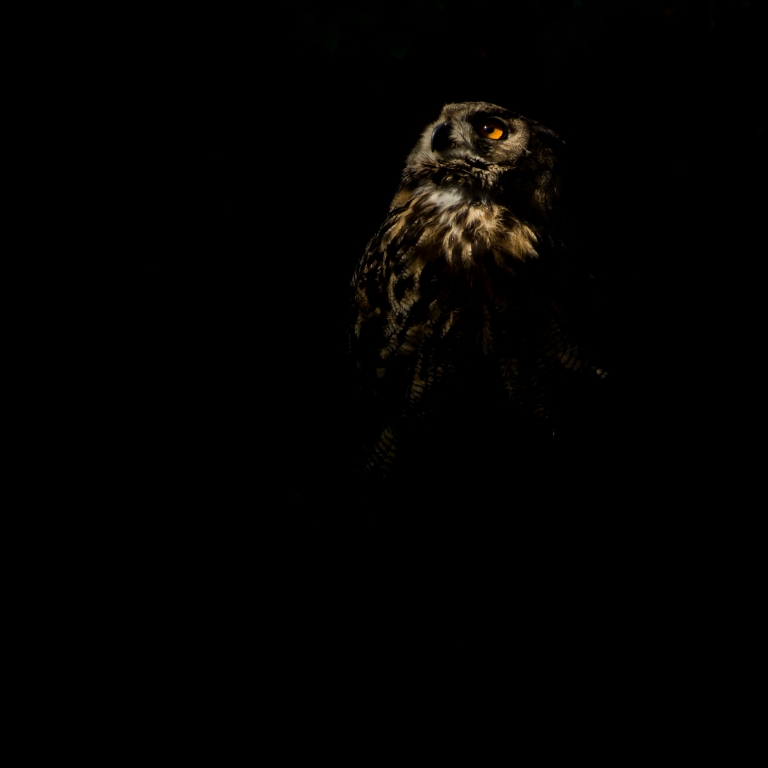 bird of prey hiding in the darkness
