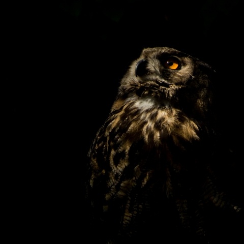 bird of prey hiding in the darkness