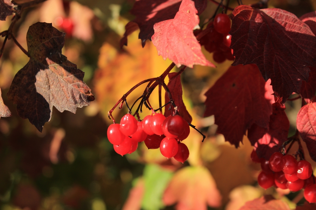 Frutta rossa