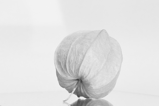 Alchechengi