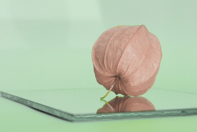 Alchechengi