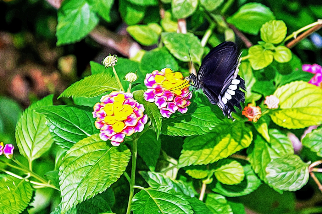 Farfalla nera su fiore rosa