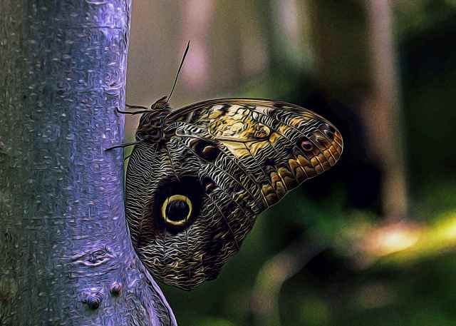 Farfalla maculata