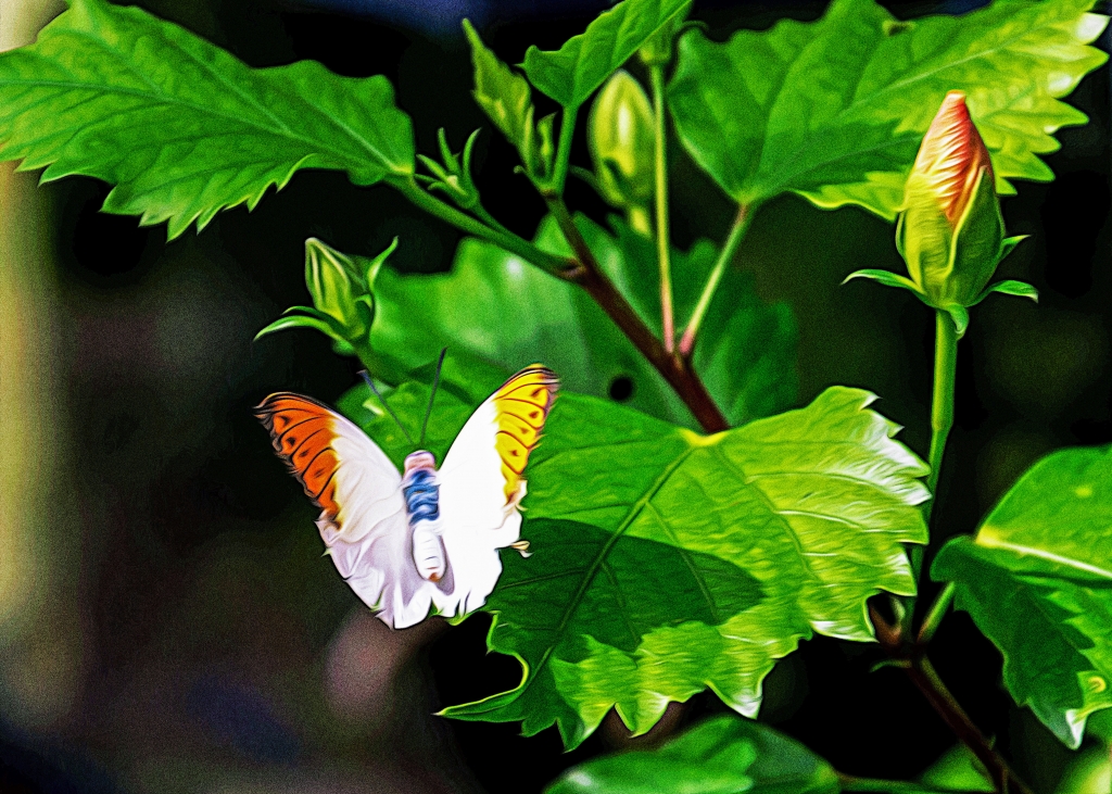 Farfalla bianca e arancione