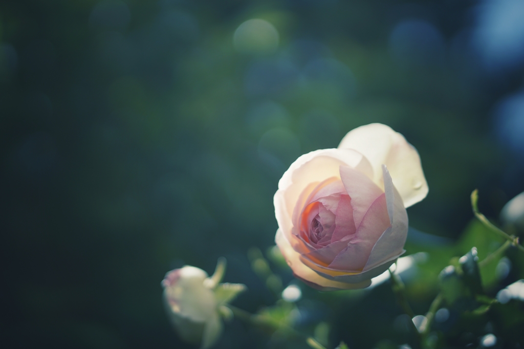 Boccioli di rosa a primavera