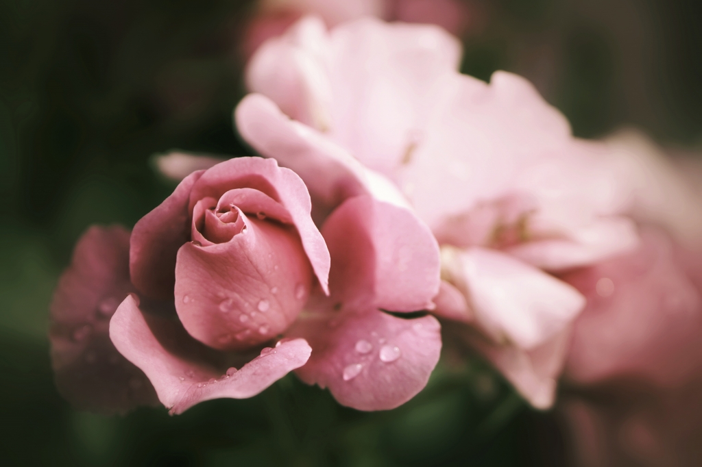 Bocciolo di rosa