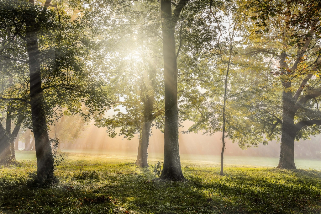 The forest
