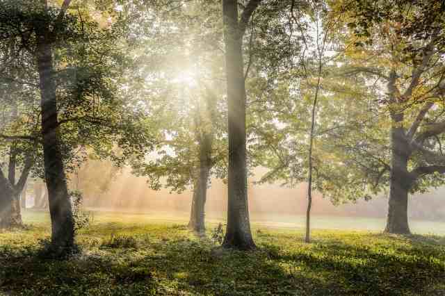 The forest
