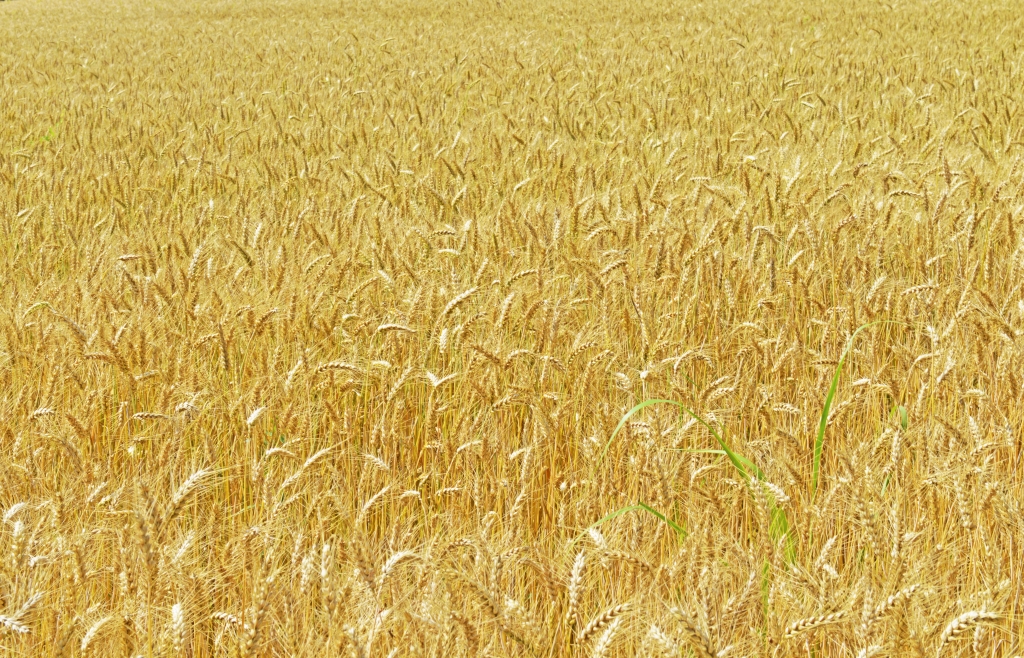 Campo di grano con spighe mature.