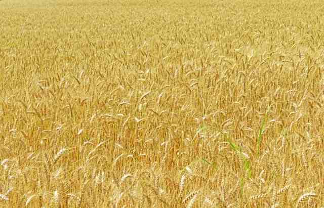 Campo di grano con spighe mature.