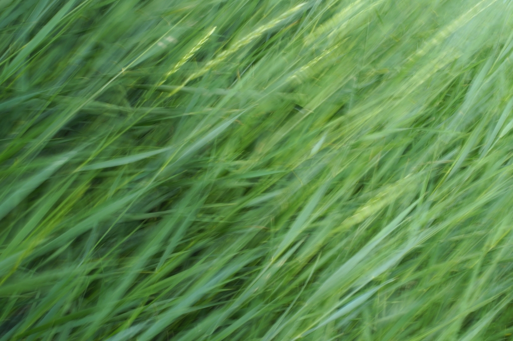 La natura in movimento