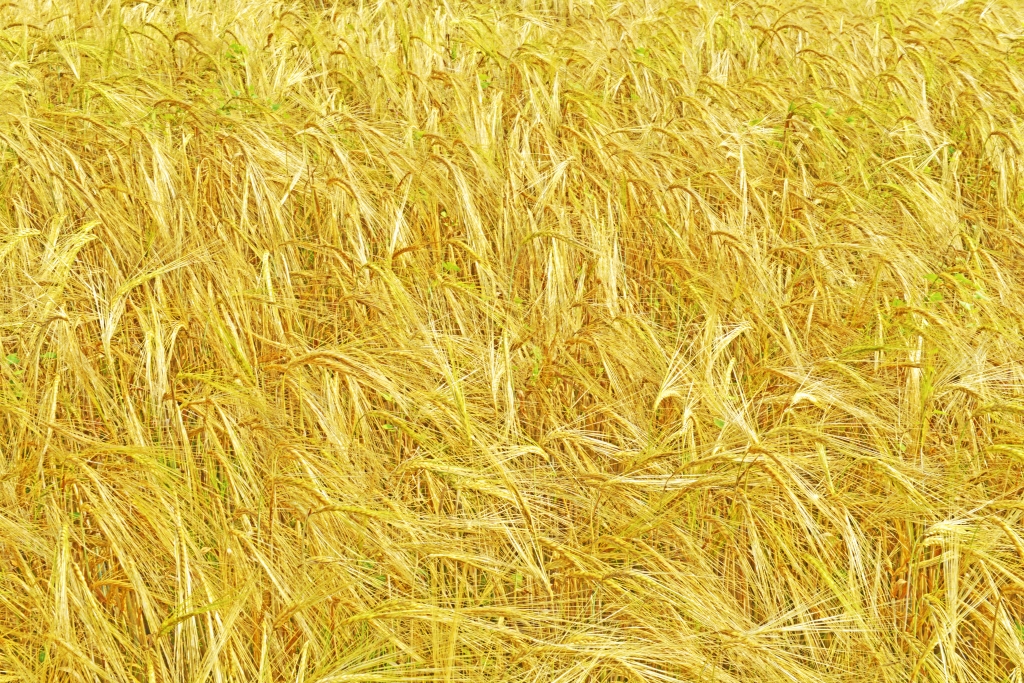 Campo di grano con spighe mature.