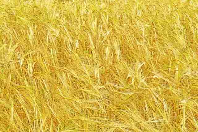 Campo di grano con spighe mature.
