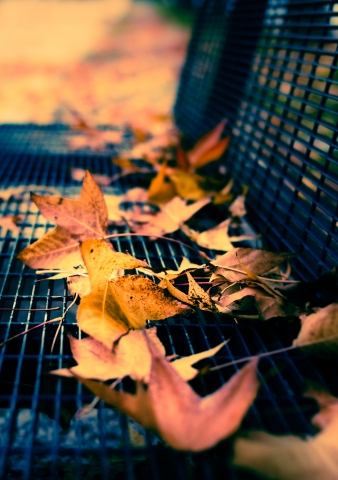 Foglie in autunno