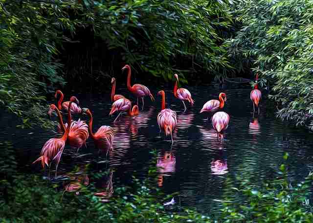 Fenicotteri rosa in uno stagno nel bosco