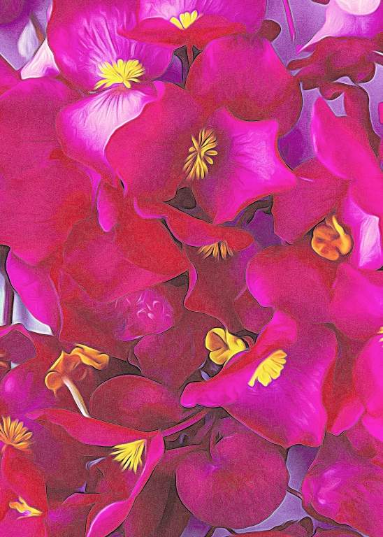 Fiori dai petali rosa