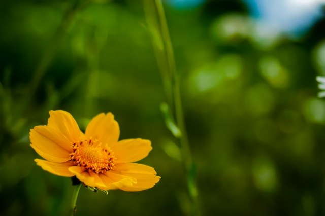 Yellow flower