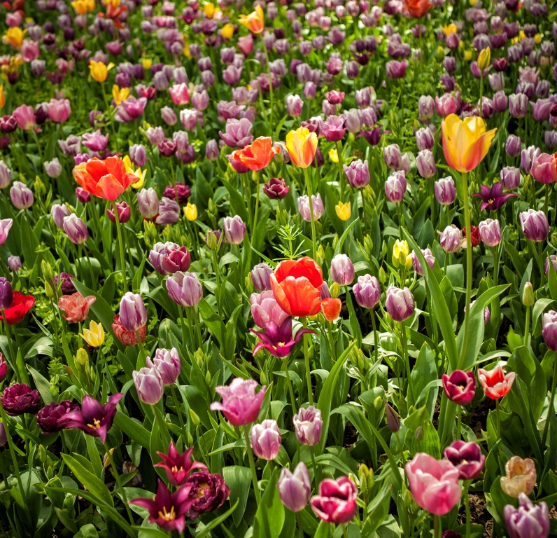 Campo di tulipani