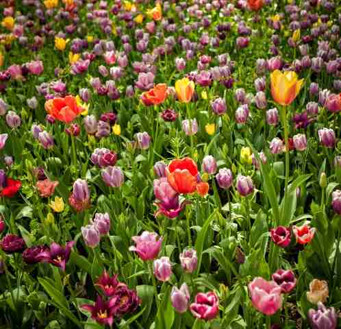 Campo di tulipani