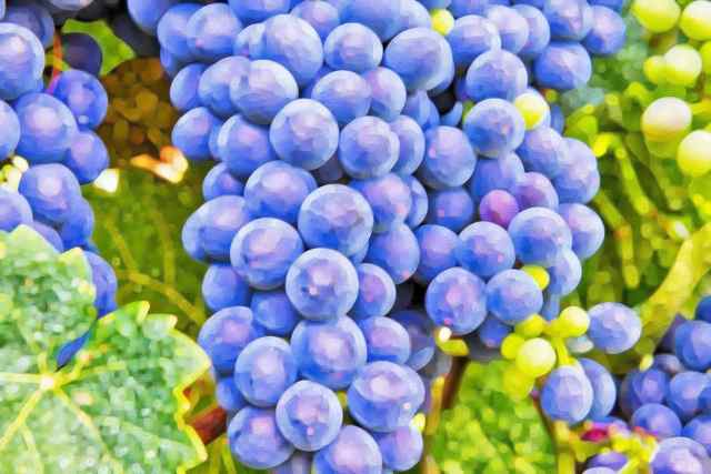 Dettaglio di un grappolo d'uva.