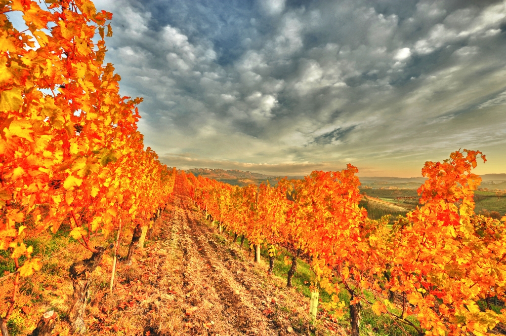 Vigneto nelle Langhe
