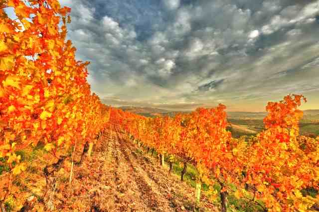 Vigneto nelle Langhe