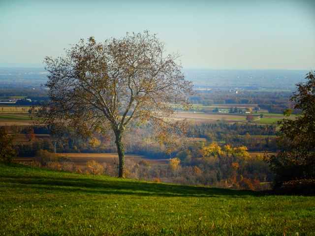 Albero