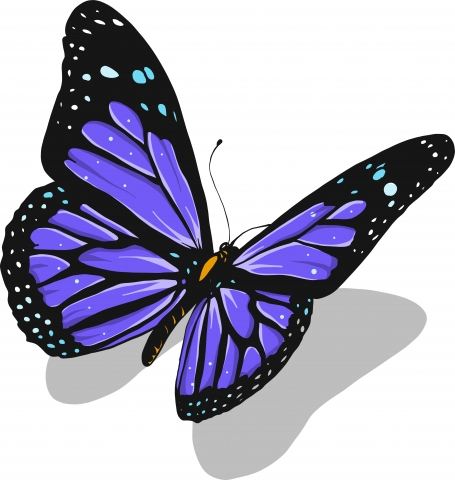 colorful butterfly