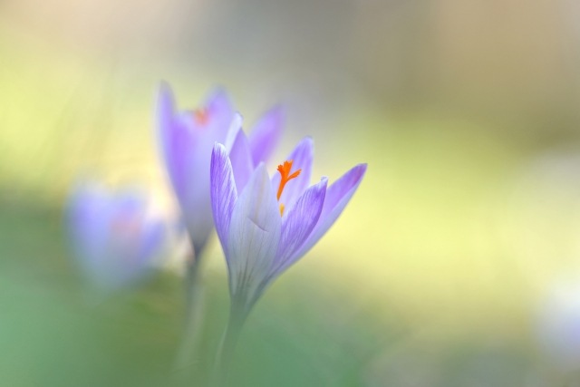 Crocus,fiori d'autunno.. colori pastello e morbidezza
