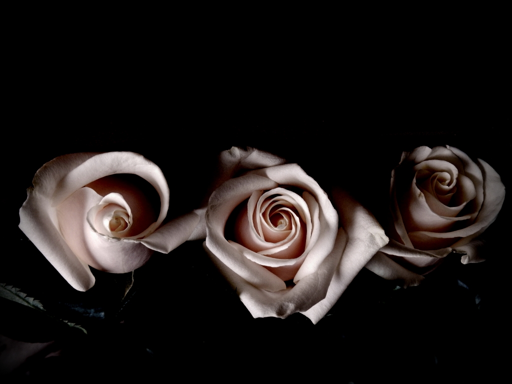 rose vestite