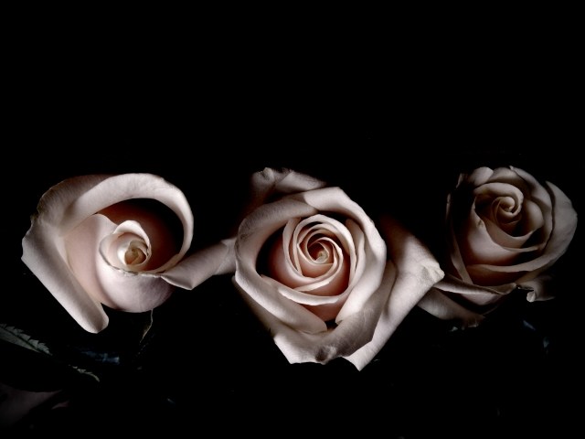rose vestite