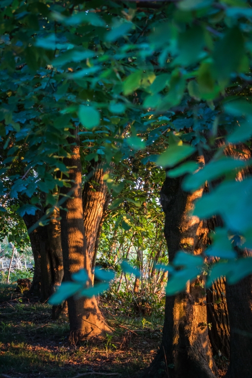 alberi al tramonto