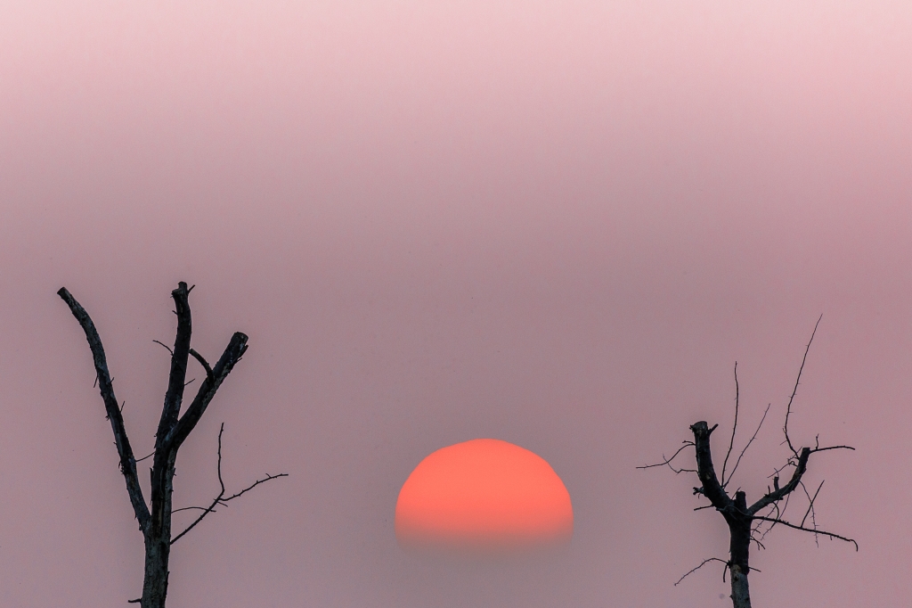 Tramonto tra rami