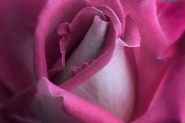 Una rosa rosa