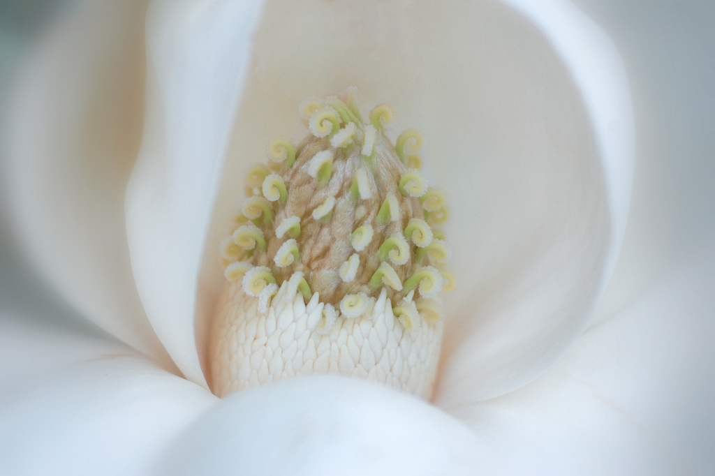 Profumo di magnolia
