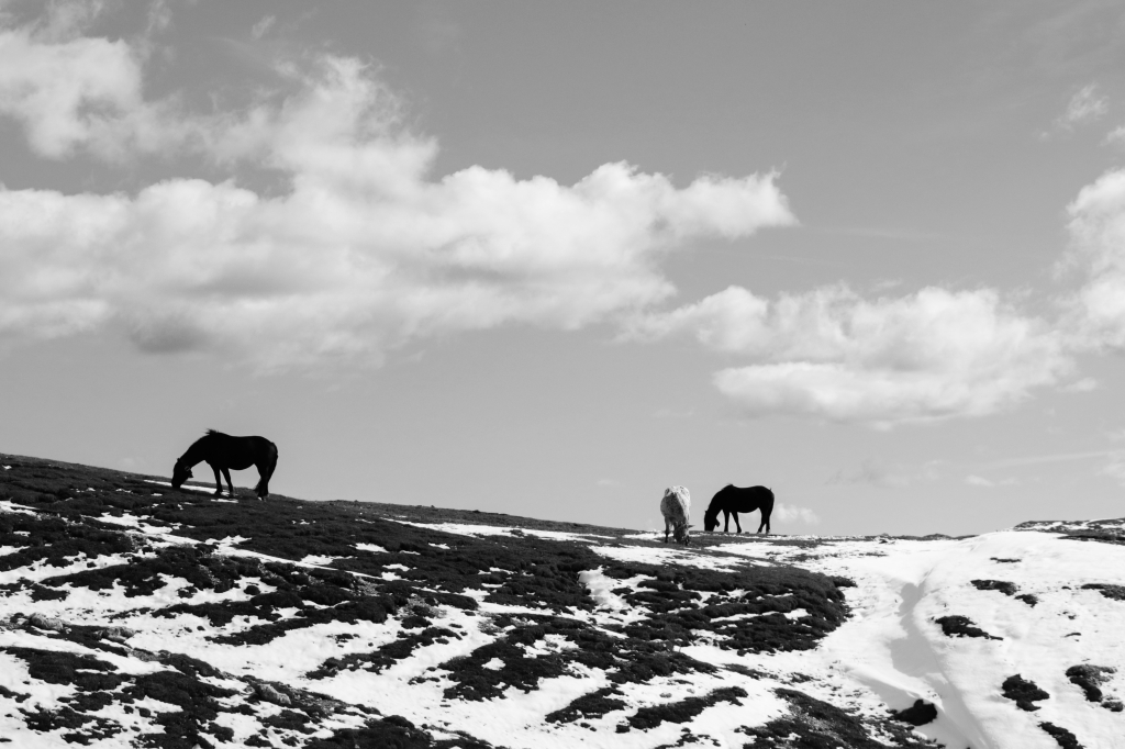 horses