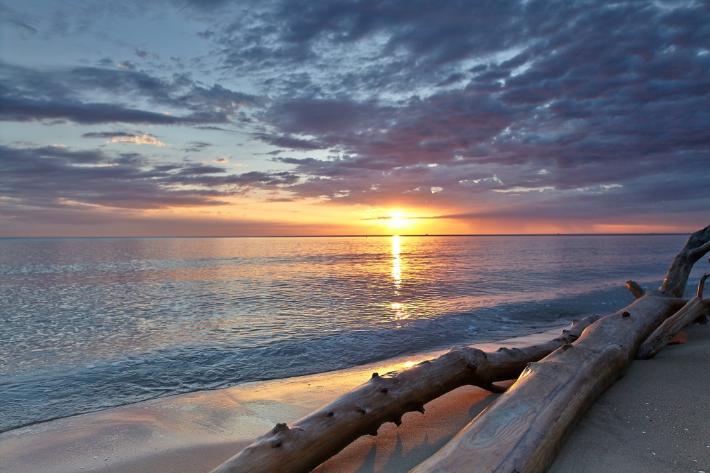 Alba sul mare tra i tronchi