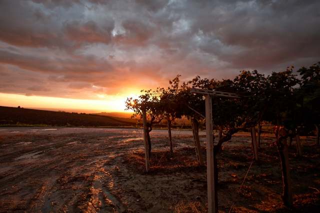 L'alba tra le vigne