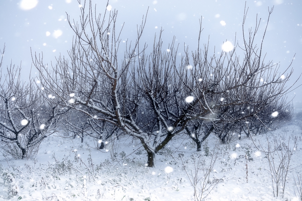 Alberi da frutto sotto la neve