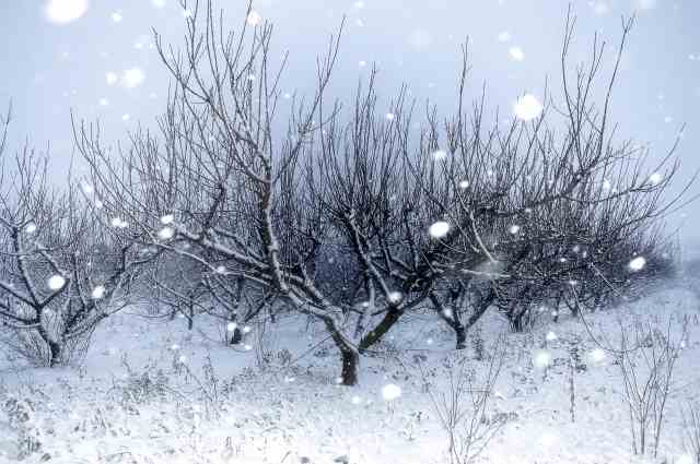 Alberi da frutto sotto la neve