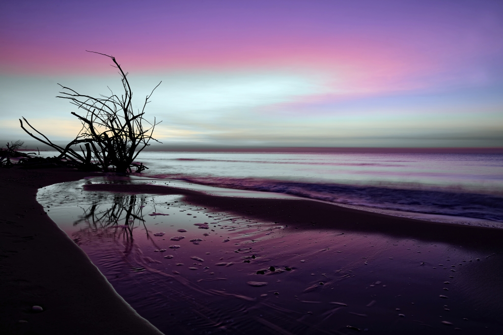 Alberi solitari sulla spiaggia