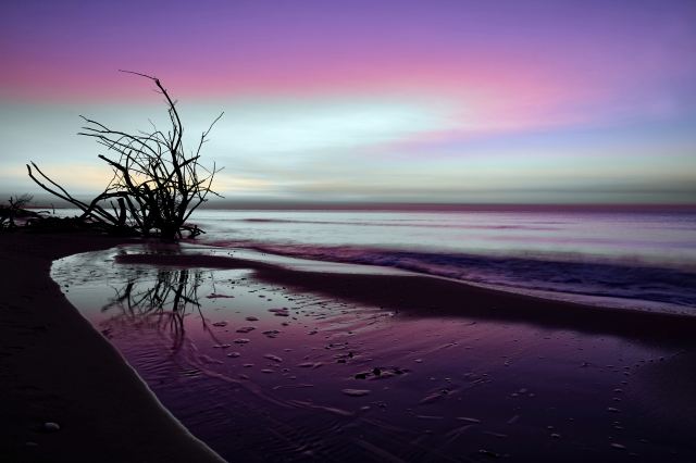 Alberi solitari sulla spiaggia