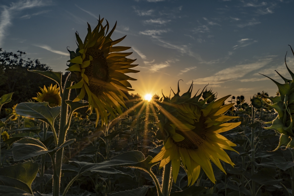 Sunflowers