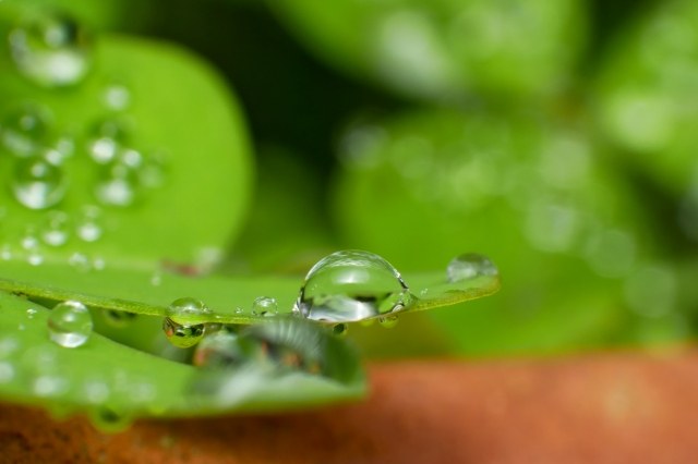 Autumn Drops